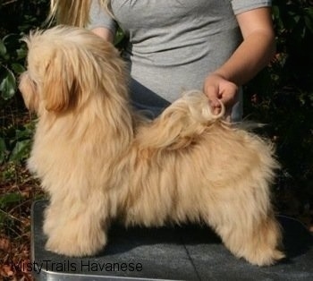 A tan Havanese is standing on a table outside and it is being posed in a show pose stack by a lady behind it